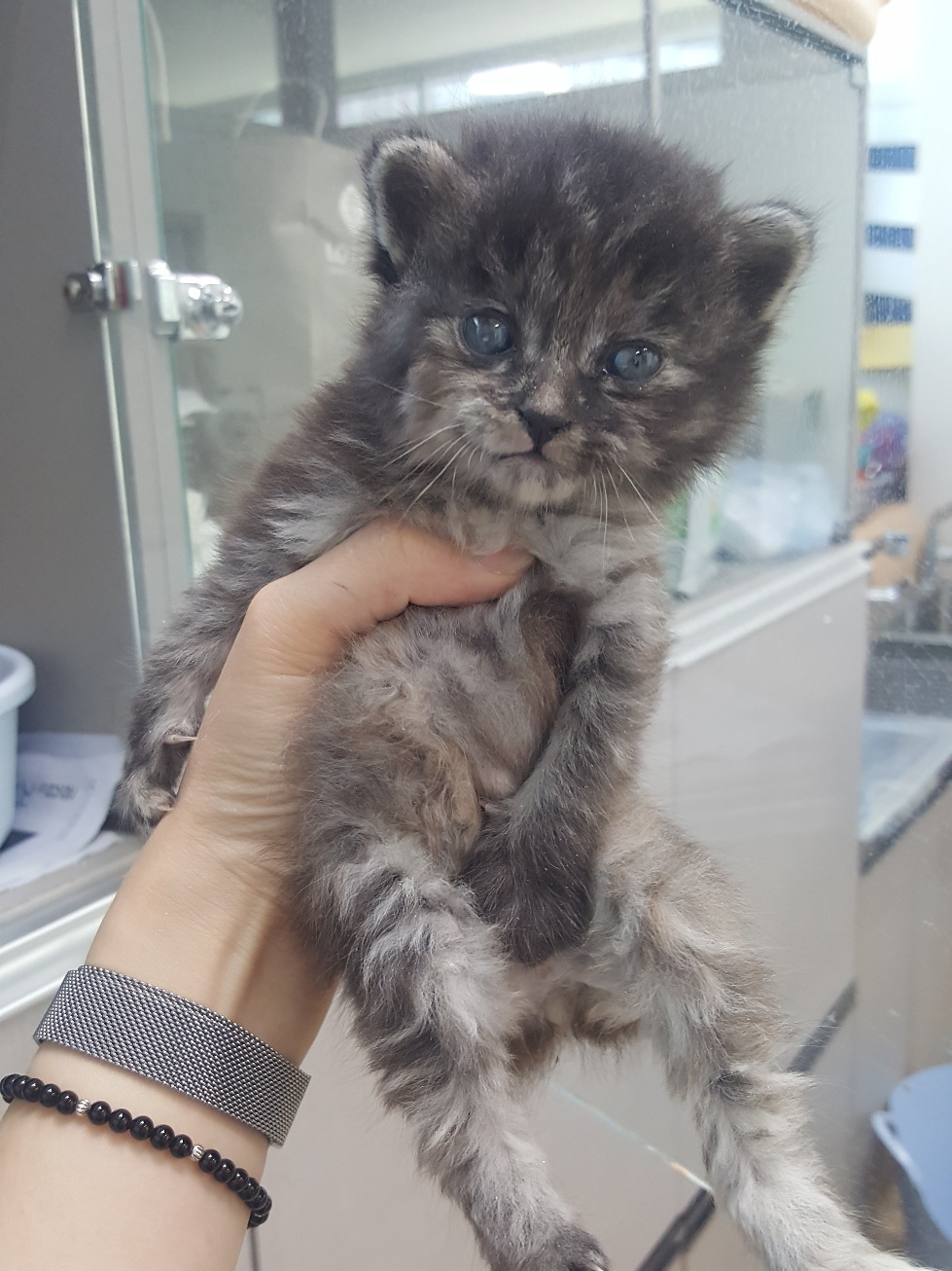 한국 고양이 이미지 파일 입니다.